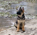 nikol_2000