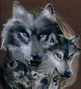 wolf4