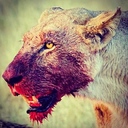 freddypig32