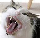 miss_cat