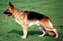 bel4ev_77