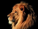 dark_lion_123