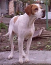 belajiq
