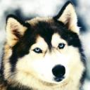 jivko