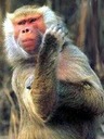 stefanoto_m_