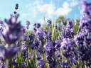 lilac_lady