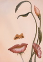 keti_k