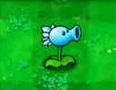 bobby_snow_pea