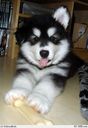 koki_788