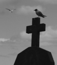 bleedin_angel