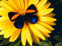 alfiza