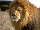 lion_f