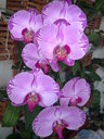 orhideiq