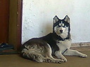 airana