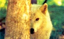 wolfgirl11