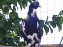 venag
