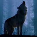 the_wolf