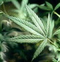 biox_