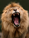 terrible_lion