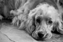 denil_23