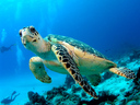 purple_turtle