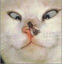in_vitro