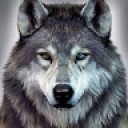 Love Wolves