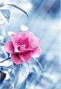 ice_flower