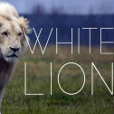 whitelion