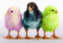 chickenproductions