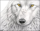 white_wolfff