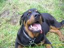 rottweiler_