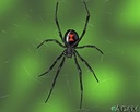 spider_boy
