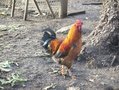 РЕЦЕПТИ