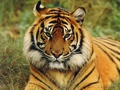 wildlife