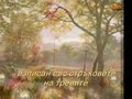 Мариана Дончева - канал