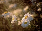 i love the rain