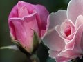 Fl0wers