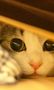 Котката на Саймън: