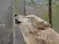 howl