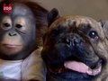 Animals and Nature