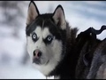 Снежни кучета Snow Dogs (2002) Бг Аудио