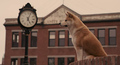 Hachiko