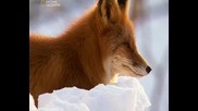 животните
