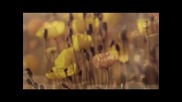 IX.❧Там...