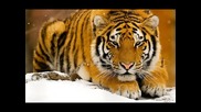 Големи котки