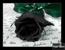 Черна роза - Karagül 