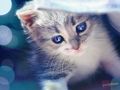 Животни 