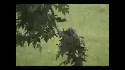Стрелба