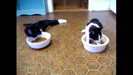 Пияни котки се опитват да ядат